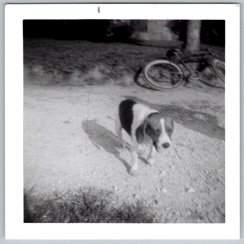 Vtg snapshot beagle dog - b&w,