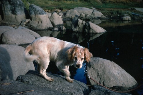 1969 dog patches - walking, on