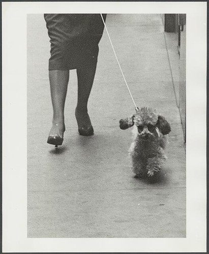 Photo woman walking - photo:woman, dog