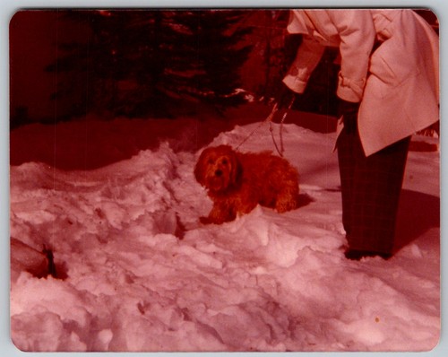 Vtg snapshot fluffy dog - vtg, on